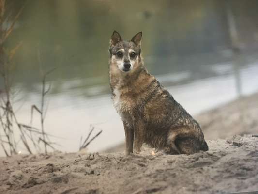 Unsere Fellnasen im Regenbogenland-Beitrag-Bild