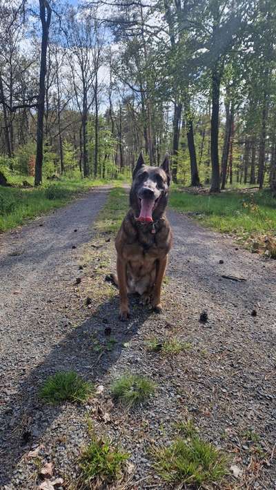 Tierschutzhunde suchen ein Zuhause-Beitrag-Bild