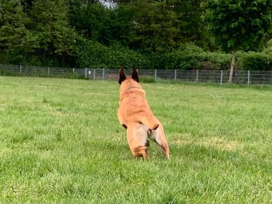 Deutsche Schäferhunde, Belgische Schäferhunde.-Beitrag-Bild