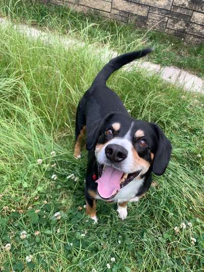 Tierschutzhunde suchen ein Zuhause-Beitrag-Bild