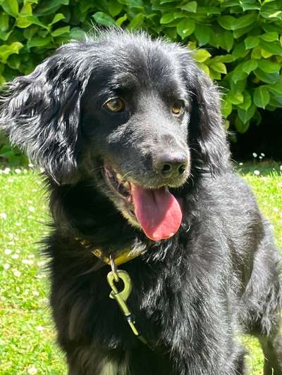 Tierschutzhunde suchen ein Zuhause-Beitrag-Bild