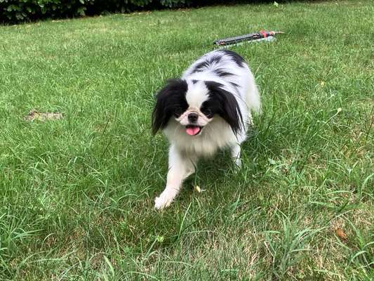 Tierschutzhunde suchen ein Zuhause-Beitrag-Bild