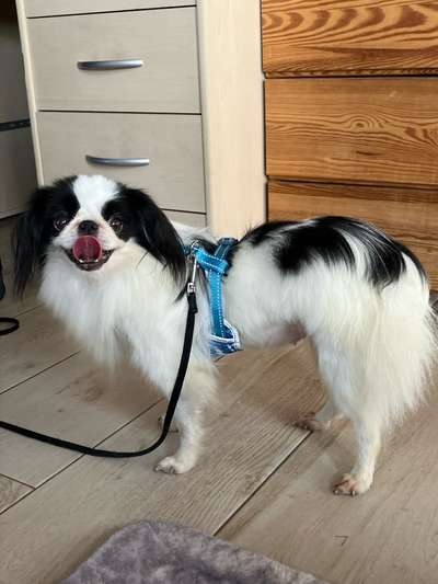 Tierschutzhunde suchen ein Zuhause-Beitrag-Bild