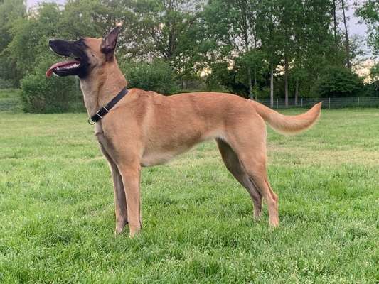 Tierschutzhunde suchen ein Zuhause-Beitrag-Bild