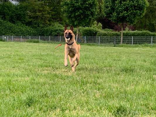 Tierschutzhunde suchen ein Zuhause-Beitrag-Bild