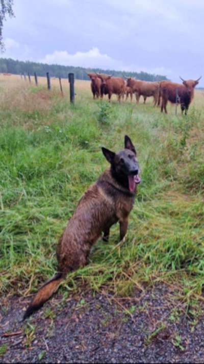 Tierschutzhunde suchen ein Zuhause-Beitrag-Bild