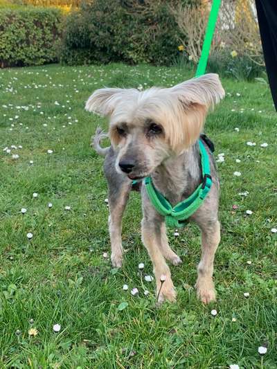 Tierschutzhunde suchen ein Zuhause-Beitrag-Bild