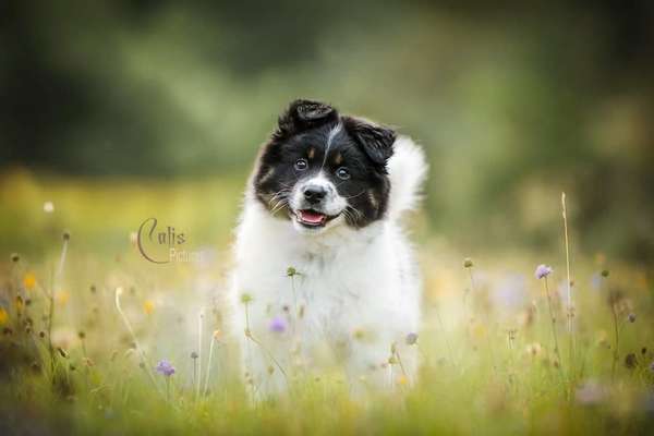 Welpen Bilder !-Beitrag-Bild