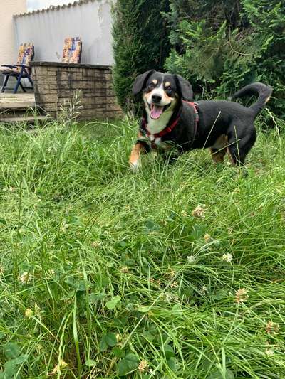 Tierschutzhunde suchen ein Zuhause-Beitrag-Bild