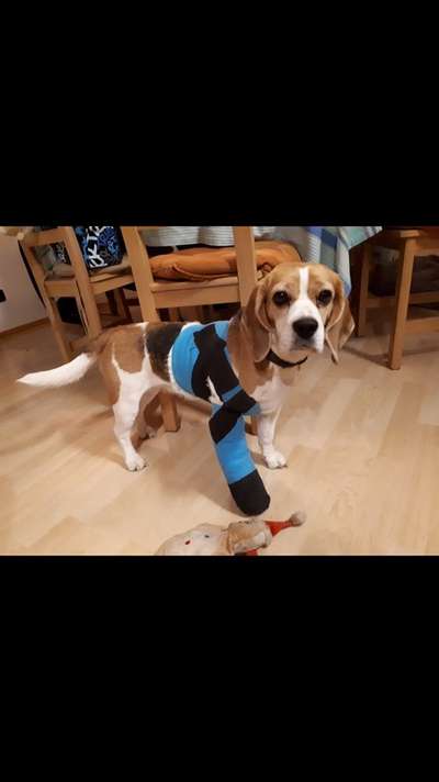 Beinbruch bei Welpe-Beitrag-Bild