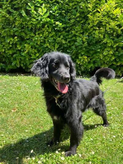 Tierschutzhunde suchen ein Zuhause-Beitrag-Bild