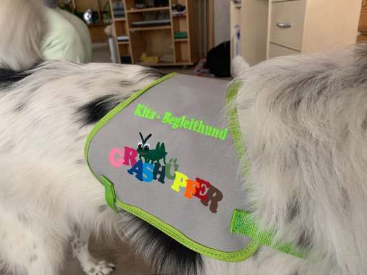 GELBER HUND-Beitrag-Bild