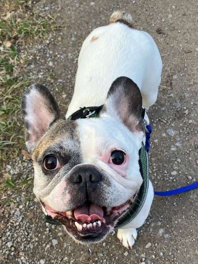 Tierschutzhunde suchen ein Zuhause-Beitrag-Bild