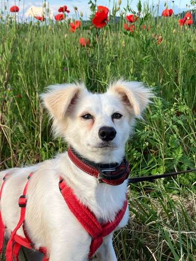 Tierschutzhunde suchen ein Zuhause-Beitrag-Bild