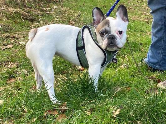 Tierschutzhunde suchen ein Zuhause-Beitrag-Bild