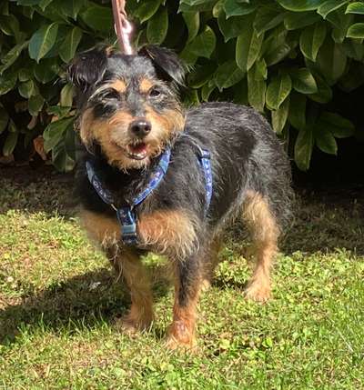 Tierschutzhunde suchen ein Zuhause-Beitrag-Bild