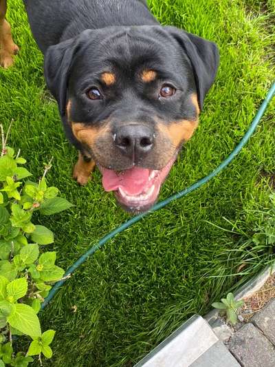 Rottweiler-Beitrag-Bild