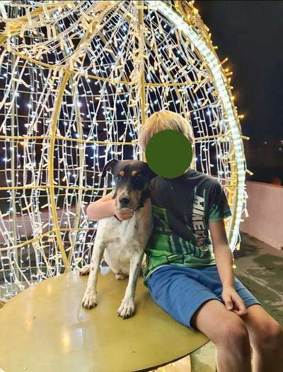 Tierschutzhunde suchen ein Zuhause-Beitrag-Bild