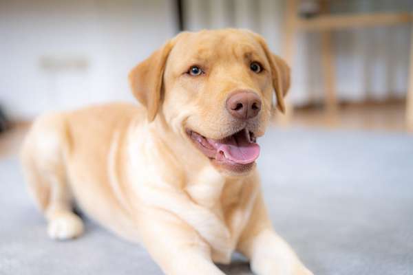 Die Dogorama Kalender Challenge Titelbild-Beitrag-Bild