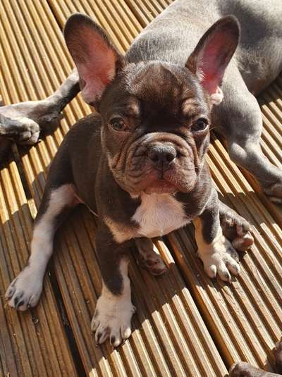 Welpen Bilder !-Beitrag-Bild