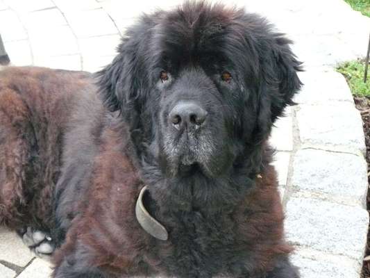 Fotochallenge Nr. 56 - geliebte Senioren-Beitrag-Bild