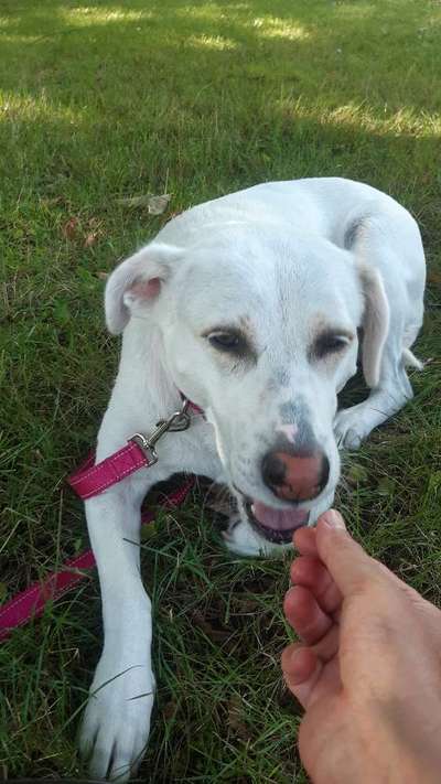 Wie kamst du zu deinem Hund?-Beitrag-Bild