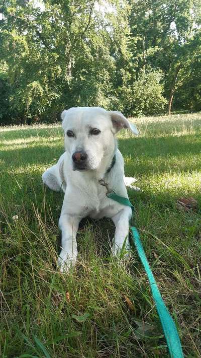 Wie kamst du zu deinem Hund?-Beitrag-Bild