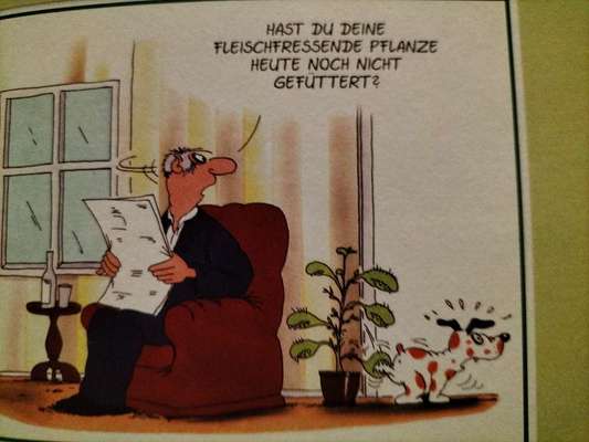 Hunde Memes-Beitrag-Bild