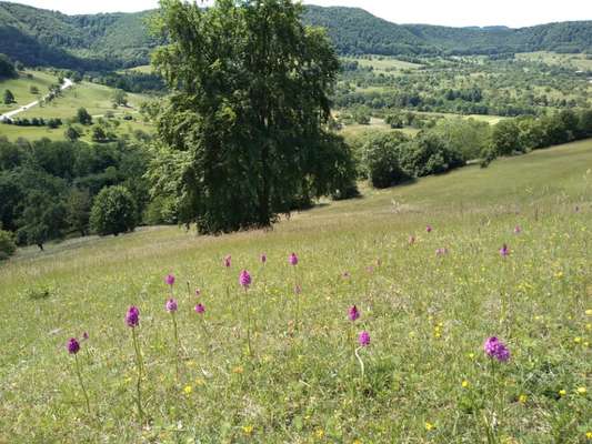 Die wunderschöne Welt mit Hund.-Beitrag-Bild