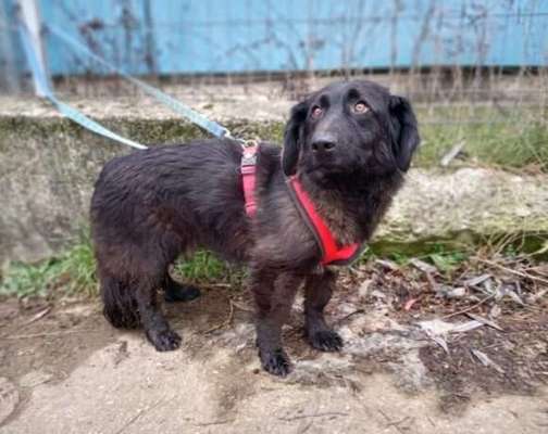 Auslandstierschutz-Beitrag-Bild