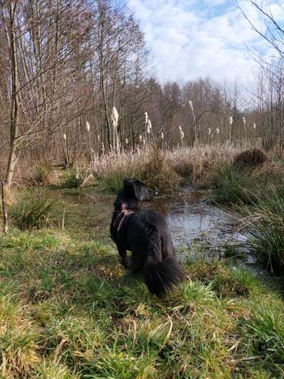 Auslandstierschutz-Beitrag-Bild