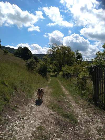 Die wunderschöne Welt mit Hund.-Beitrag-Bild