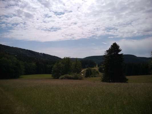 Die wunderschöne Welt mit Hund.-Beitrag-Bild