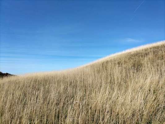 Die wunderschöne Welt mit Hund.-Beitrag-Bild