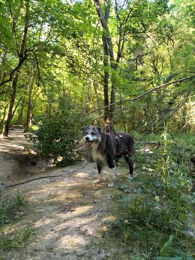 Ältere Hunde aus dem Ausland-Beitrag-Bild