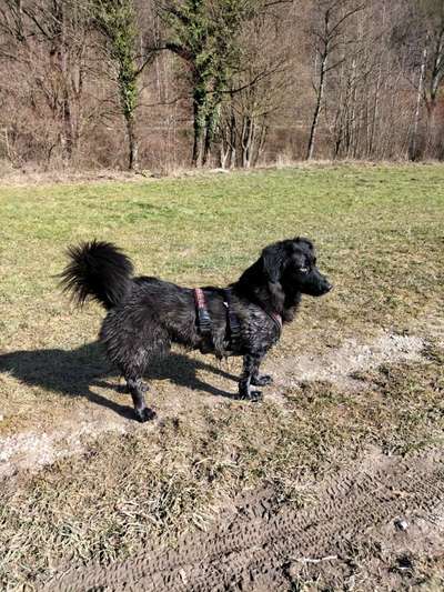 Auslandstierschutz-Beitrag-Bild