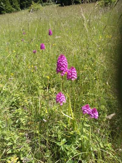 Die wunderschöne Welt mit Hund.-Beitrag-Bild