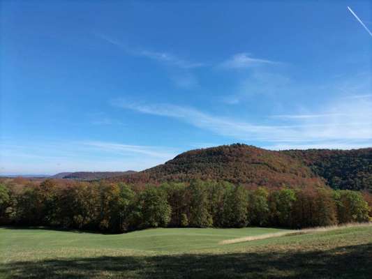 Die wunderschöne Welt mit Hund.-Beitrag-Bild
