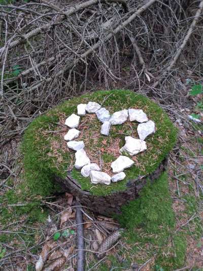 Die wunderschöne Welt mit Hund.-Beitrag-Bild