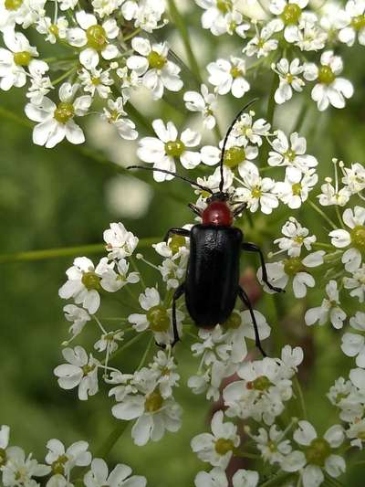 Die wunderschöne Welt mit Hund.-Beitrag-Bild