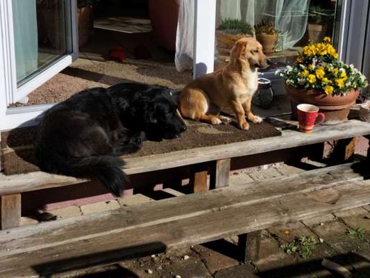 Hundetreffen-Gemeinsames Gassigehen Gomaringen plus ca. 30 km Umkreis-Bild