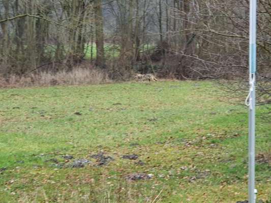 Wolfsbegegnung-Beitrag-Bild