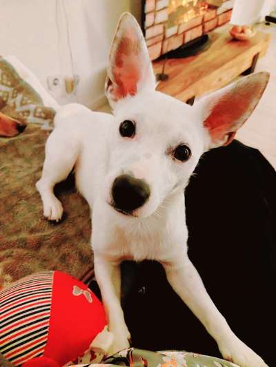 Wie heißt dein Hund?-Beitrag-Bild