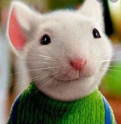 Wie heißt dein Hund?-Beitrag-Bild