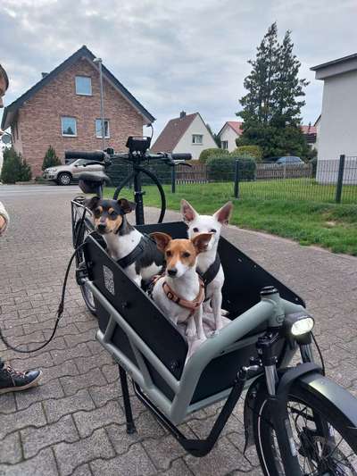 Lastenfahrrad mit Hund-Beitrag-Bild