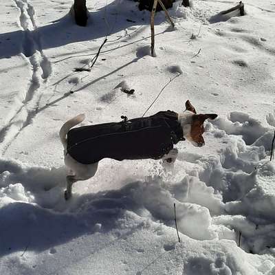 Wintermantel für einen Windhund ja oder nein ?-Beitrag-Bild