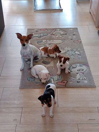 Jack Russel-Beitrag-Bild