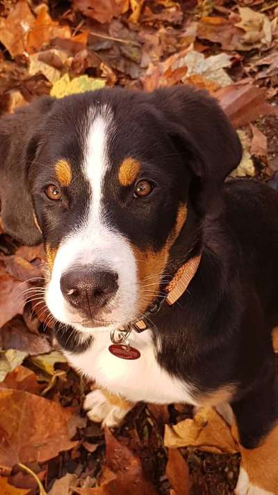 Dogorama Photo Challenge - Hundeblick zum hinschmelzen-Beitrag-Bild