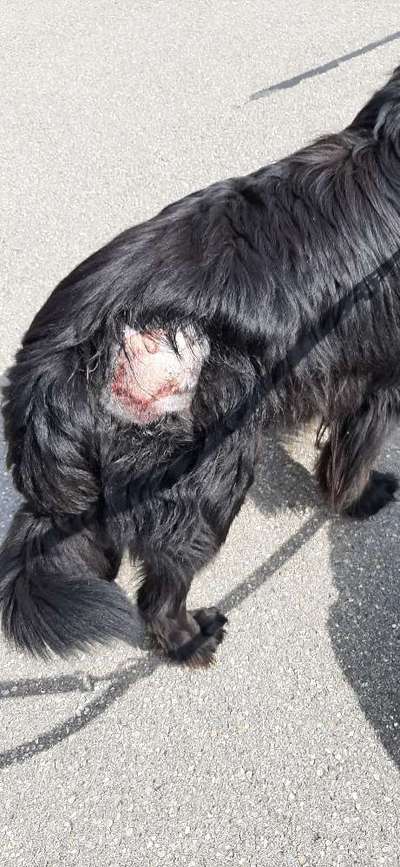 Ekzem (?) auf dem Kopf-Beitrag-Bild