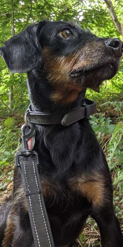 Sind hier Deutsch Kurzhaar/ Jagdhunde?-Beitrag-Bild